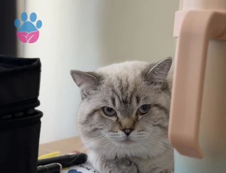 British Shorthair Kedim 1 Yaşında Eş Arıyor