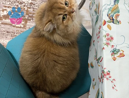 British Longhair Oğlumuza eş arıyoruz