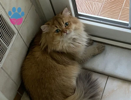 British Longhair Oğlumuza eş arıyoruz