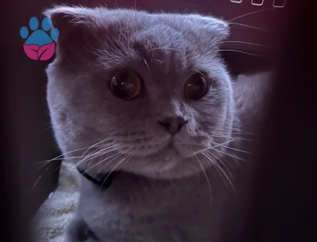 Scottish Fold Kedime eş arıyorum