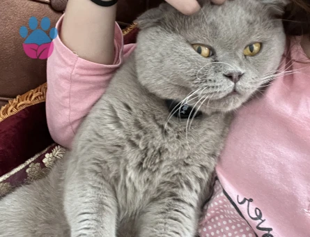 Scottish Fold Kedime eş arıyorum