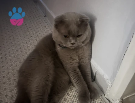 Scottish Fold Kedime eş arıyorum