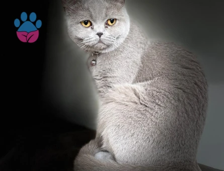 British Shorthair Kedimize eş arıyoruz