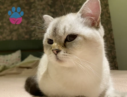 British shorthair blue point Kızgınlıkta