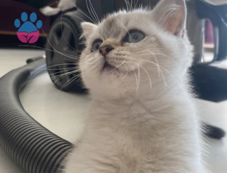 British shorthair blue point Kızgınlıkta