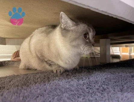 Safkan British Shorthair Kedim Eş Arıyor