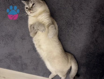 Safkan British Shorthair Kedim Eş Arıyor