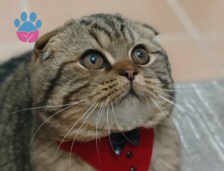 Scottish Fold Oğluma Eş Arıyoruz