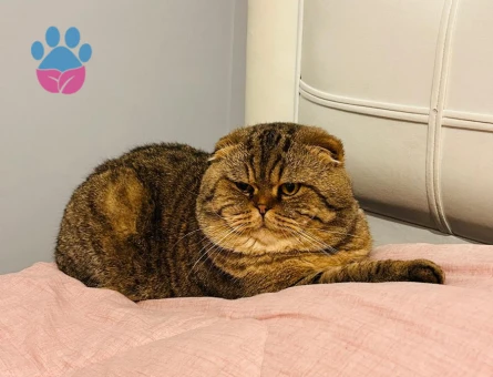 Scottish Fold Oğluma Eş Arıyoruz