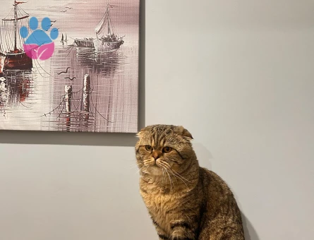 Scottish Fold Oğluma Eş Arıyoruz