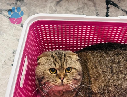 Scottish Fold Oğluma Eş Arıyoruz