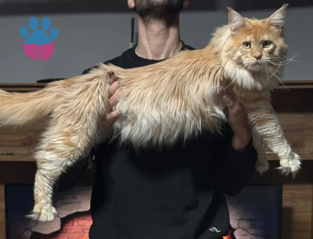 MAİNE COON 2 Yaşında Eş Arıyor