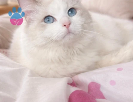 Ragdoll 1 Yaşında Eş Arıyor