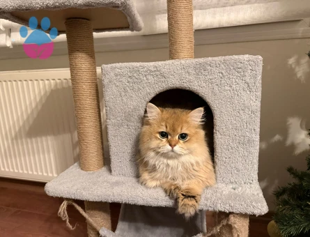 british longhair oğlumuza eş arıyoruz