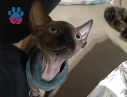 Sfenks Kızımıza eş ariyoruz