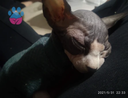 Sfenks Kızımıza eş ariyoruz