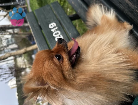 Pomeranian Boo 1 Yaşında Köpeğime Eş Arıyorum
