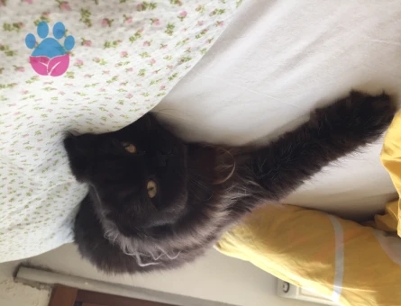 Scottish Fold Ponçik Eş Arıyor