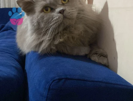 British Longhair Oğluma eş arıyorum