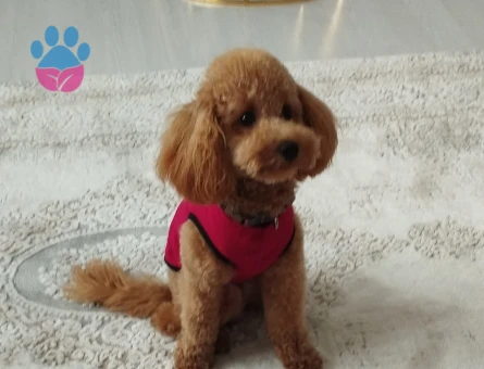 Toy Poodle 15 Aylık Oğluma Eş Arıyorum