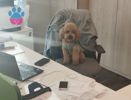 Toy Poodle 15 Aylık Oğluma Eş Arıyorum