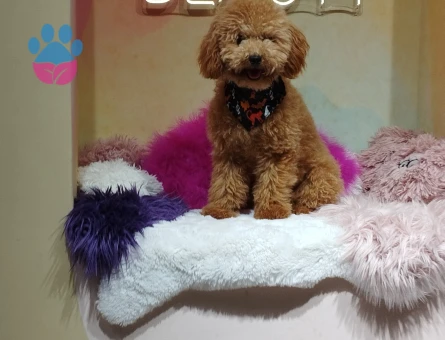 Toy Poodle 15 Aylık Oğluma Eş Arıyorum