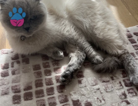 2 yaşındaki kızıma eş arıyoruz