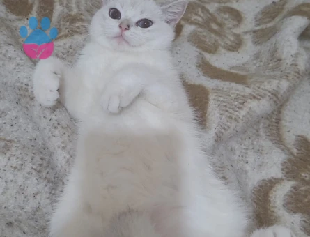 Erkek ve dişi kedilerime es arıyorum