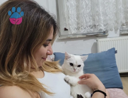 Erkek ve dişi kedilerime es arıyorum