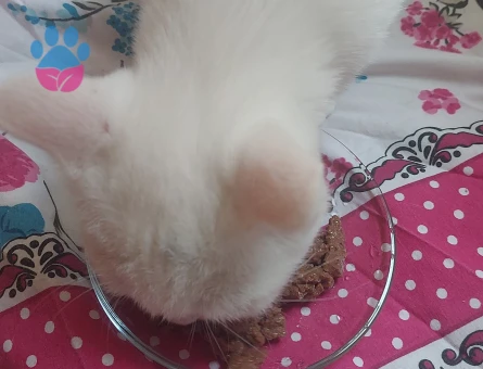 Erkek ve dişi kedilerime es arıyorum