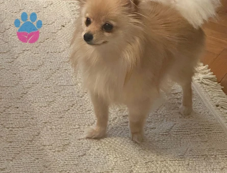 Pomerian 1 yaşında dişi