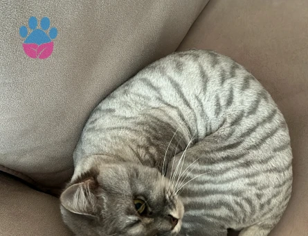 Oğlumuz Venüs için Eş Arıyoruz