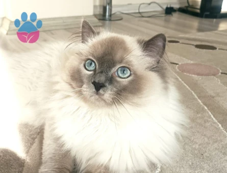 Radgol Oğlumuz için Eş Arıyoruz