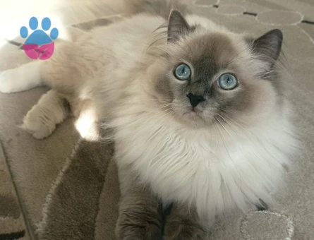 Radgol Oğlumuz için Eş Arıyoruz