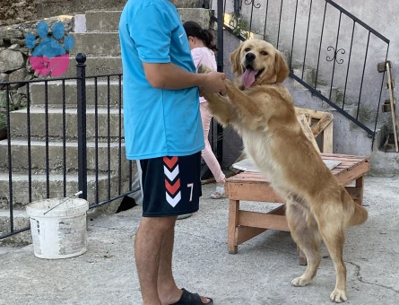 Golden Retriever 1 Yaşında kızgınlıkta