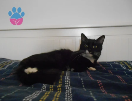 Bu tatli hanfendiye es ariyoruz