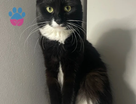 Bu tatli hanfendiye es ariyoruz