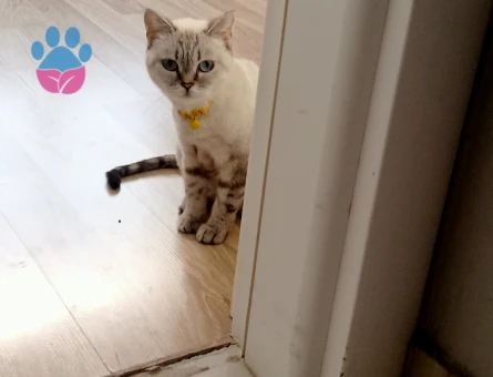 British Blue point 1 Yaşında