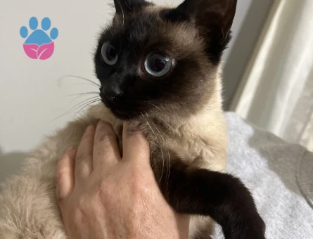 Siyam 1 Yaşında Eş Arıyor