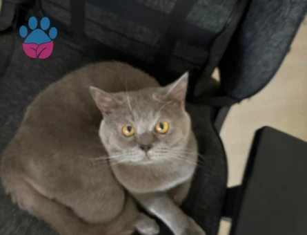 British Shorthair Kedime Eş Arıyorum