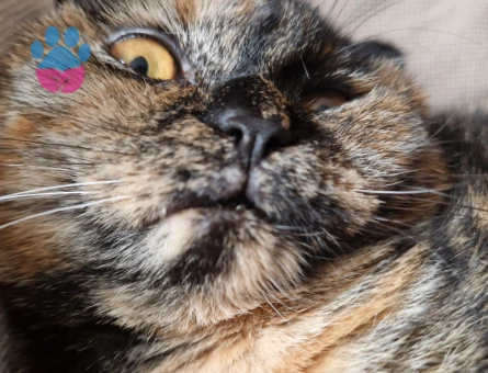 Scottish Fold Dişi Kızgınlıkta