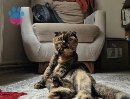 Scottish Fold Dişi Kızgınlıkta