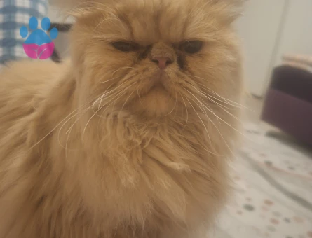 İran Kedisi 1 Yaşında Dişi Kızgınlıkta