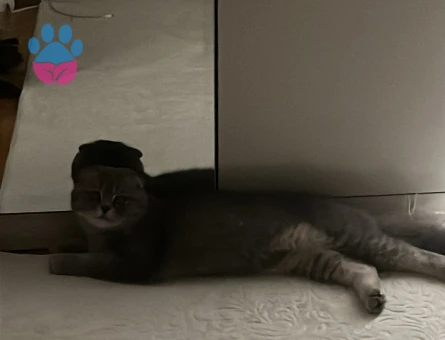 Scottish Fold 1 Yaşında Eş Arıyor
