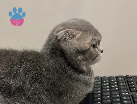 Scottish Fold 1 Yaşında Eş Arıyor