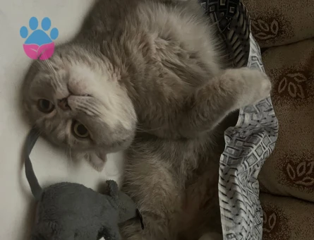 Scottish Fold 1 Yaşında Eş Arıyor