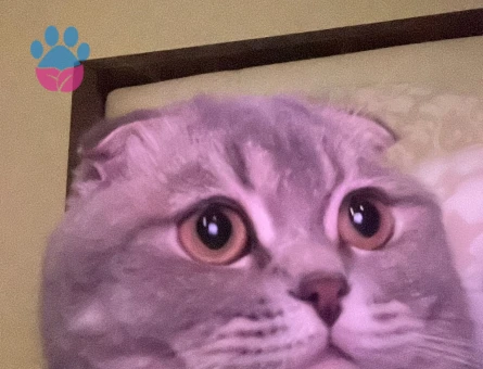 Scottish Fold 1 Yaşında Eş Arıyor