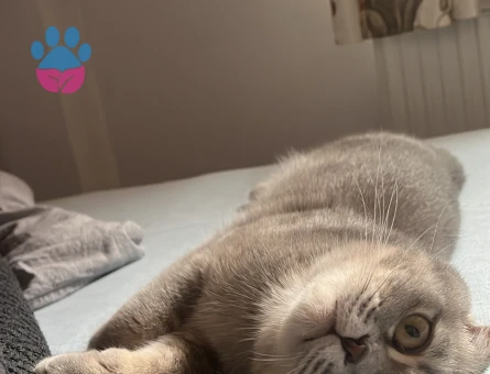 Scottish Fold 1 Yaşında Eş Arıyor