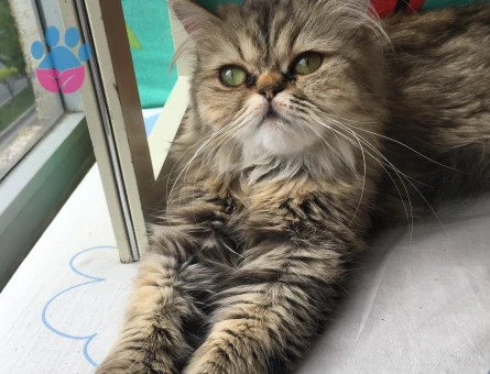 Chinchilla 2 Yaşında Eş Arıyor