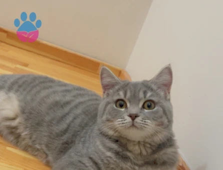 British kedime eş arıyorum